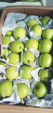 廣南國(guó)際物流綜合貿(mào)易中心迎來新活力 新水果批發(fā)市場(chǎng)正式進(jìn)駐，引領(lǐng)新鮮水果零售新篇章